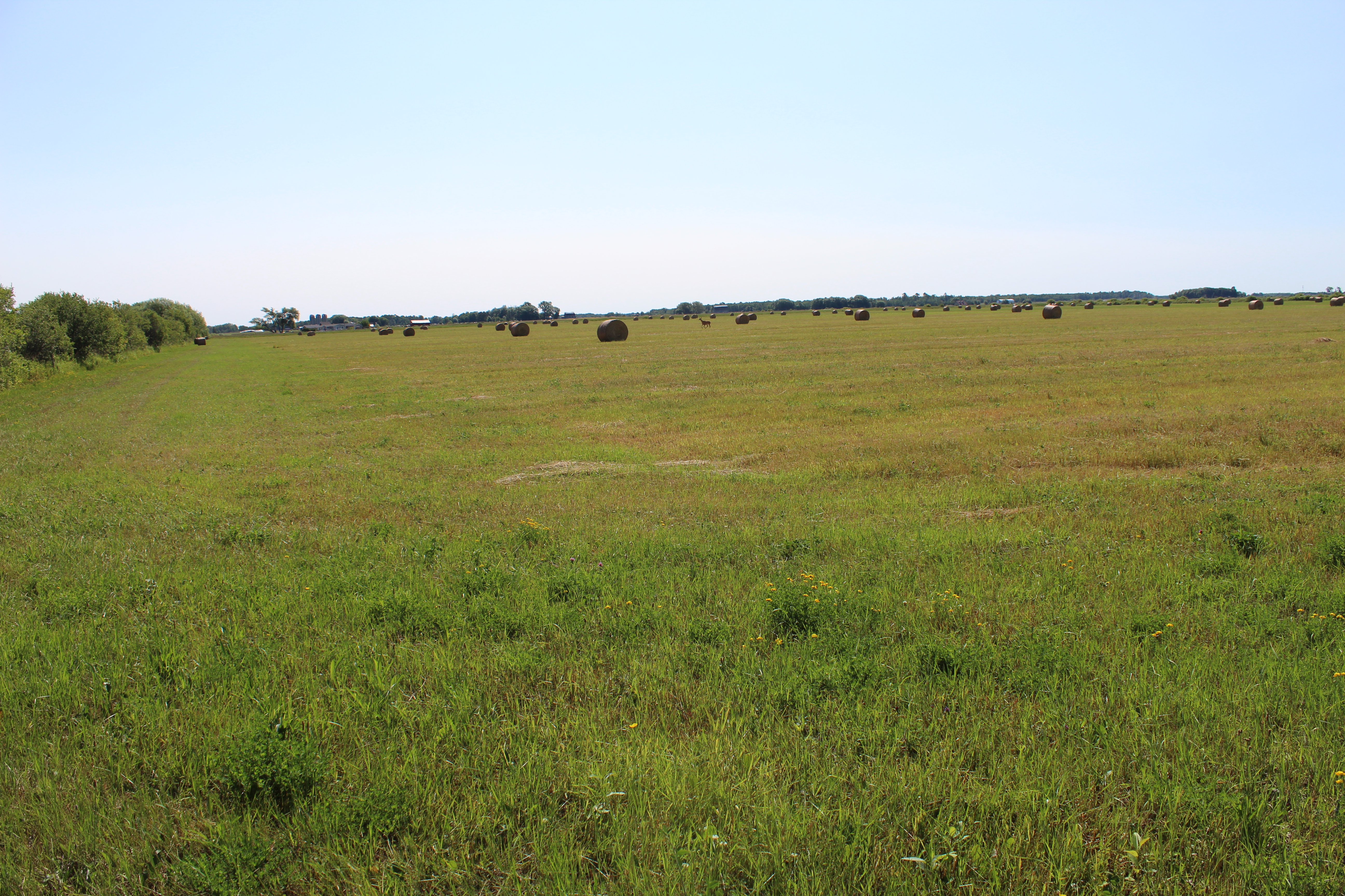 Baled hay in Rudyard